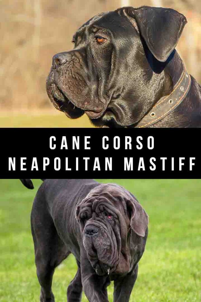 cane corso neapolitan mastiff