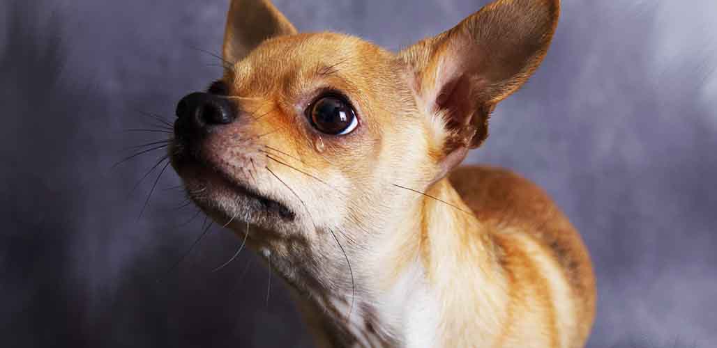 are chihuahuas good for anxiety