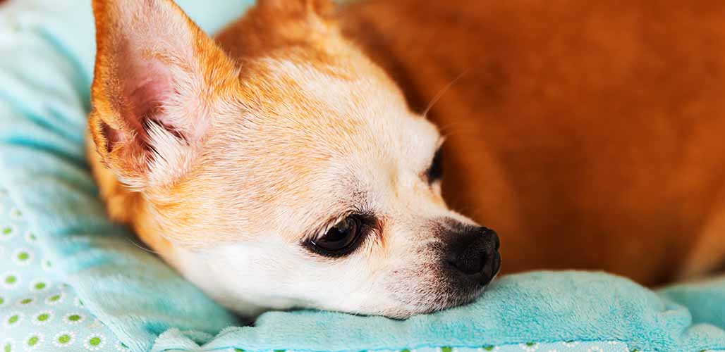 what diseases are chihuahuas prone to