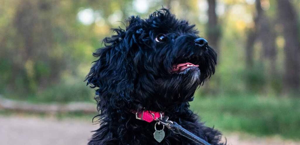 black cavapoo