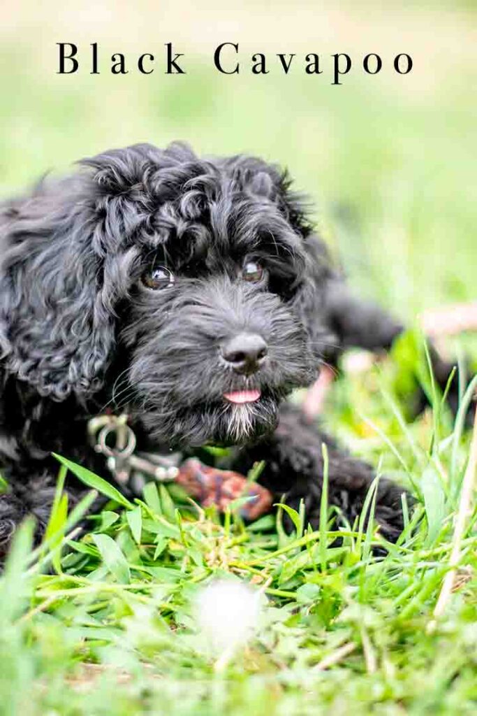 black cavapoo