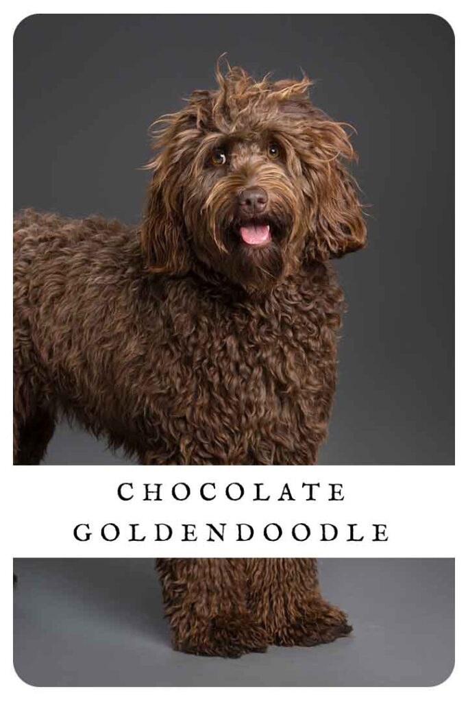 chocolate goldendoodle puppy