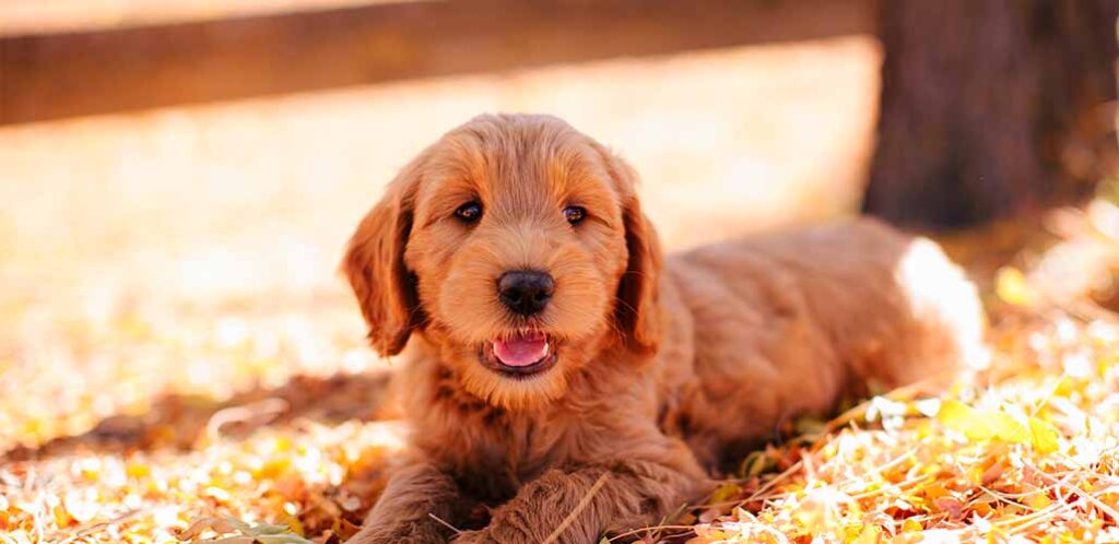 red mini golden doodle