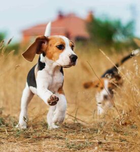 Full Grown Beagle Pros, Cons, Size, Weight and Growth