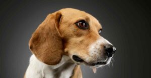 full grown beagle image of head viewed from the side