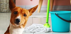 how to keep house clean when dog is in heat