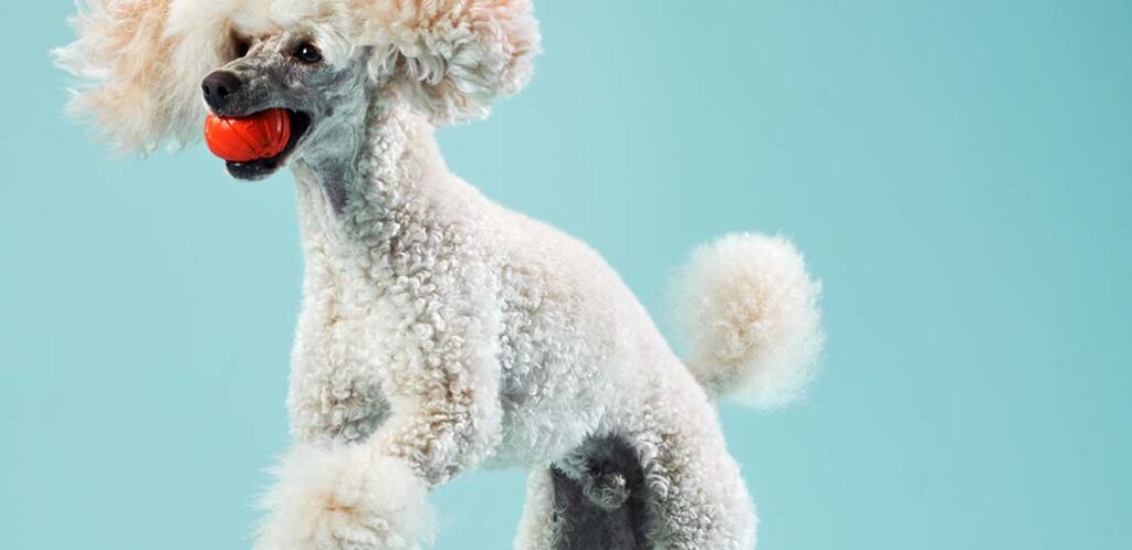 toy poodle puppy tail