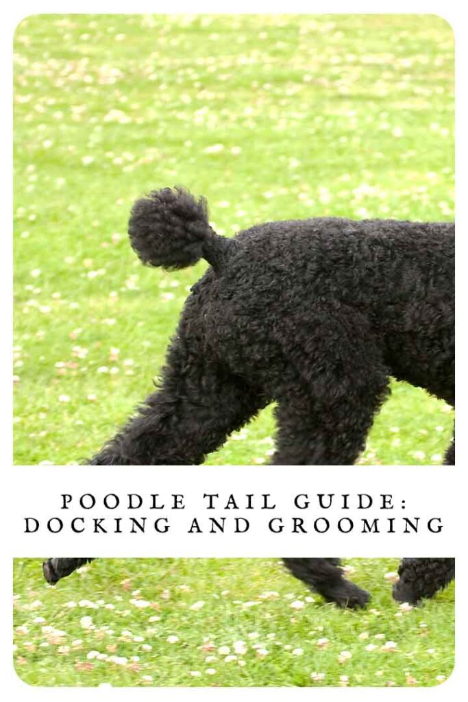 do poodles have curly tails