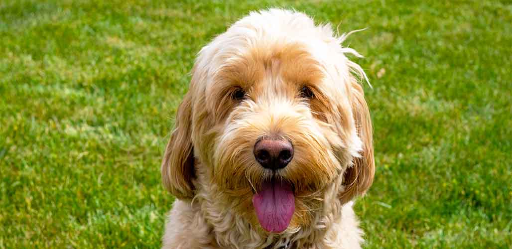 Vallen ergens bij betrokken zijn Moreel Adult Mini Goldendoodle Traits And Care