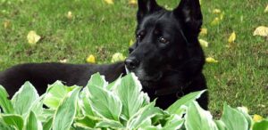 are hostas poisonous to dogs