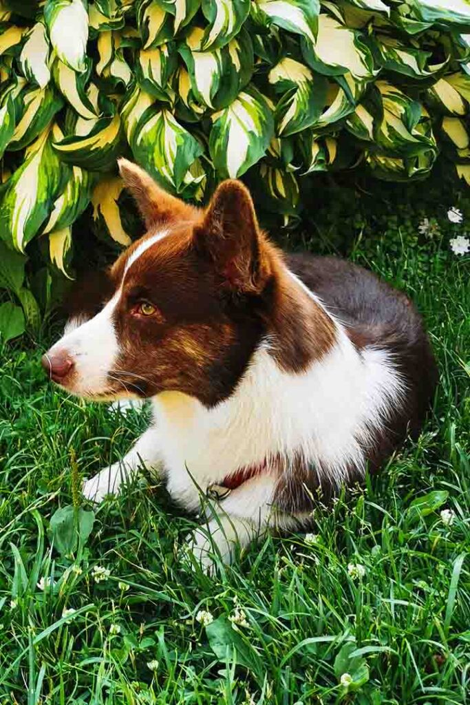 Are Hostas Poisonous To Dogs 
