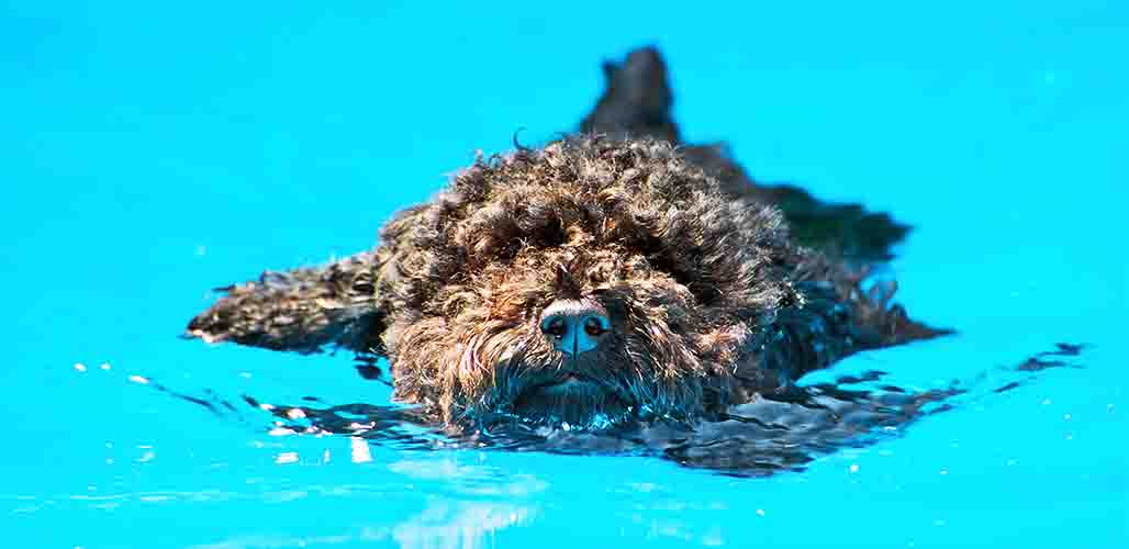 are standard poodles good swimmers