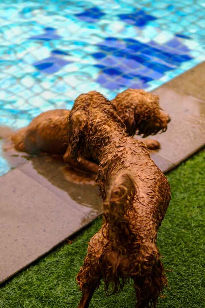 can toy poodles swim