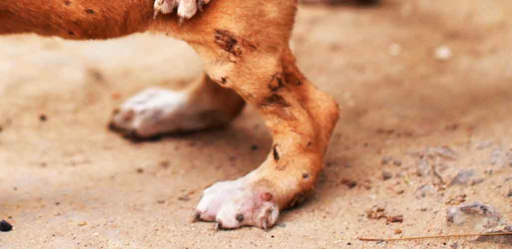 are mango worms painful for dogs