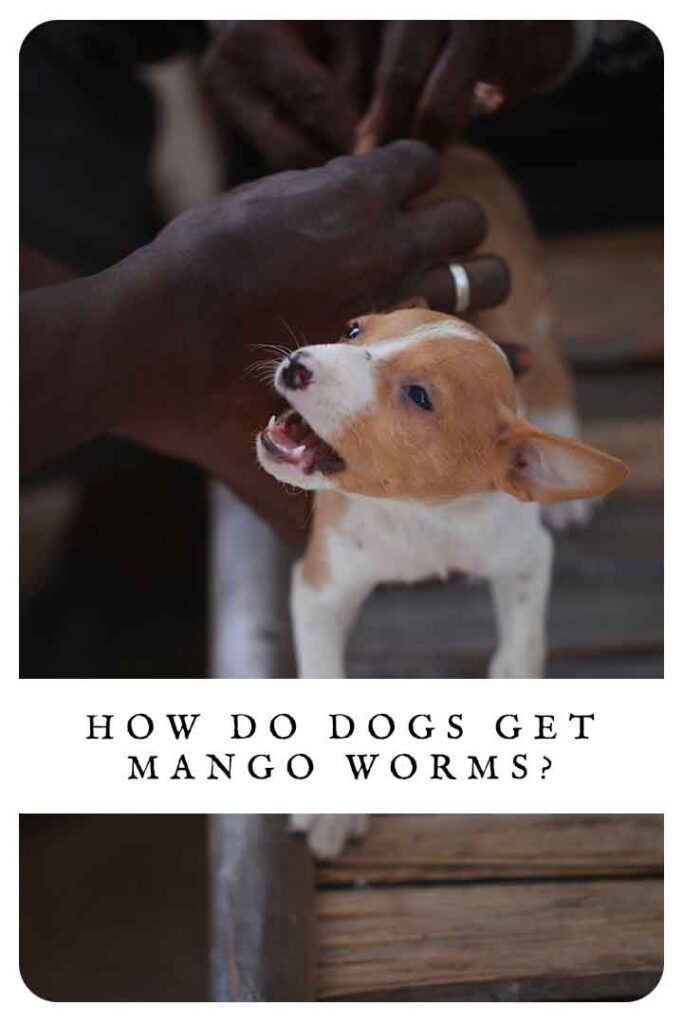 how do dogs get mango worms