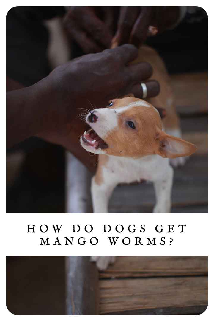 how-do-dogs-get-mango-worms