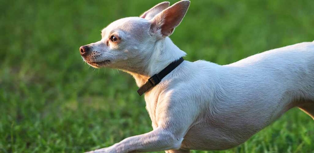 chihuahua running