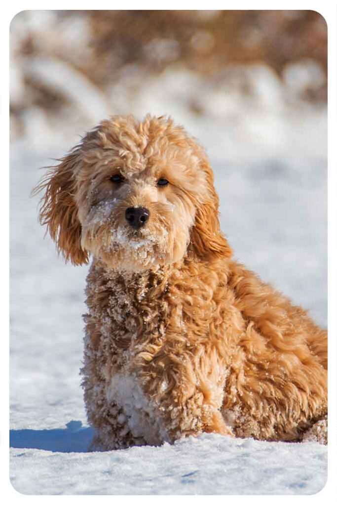 does akc recognize goldendoodles