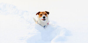 What Temperature Is Too Cold For Dogs?