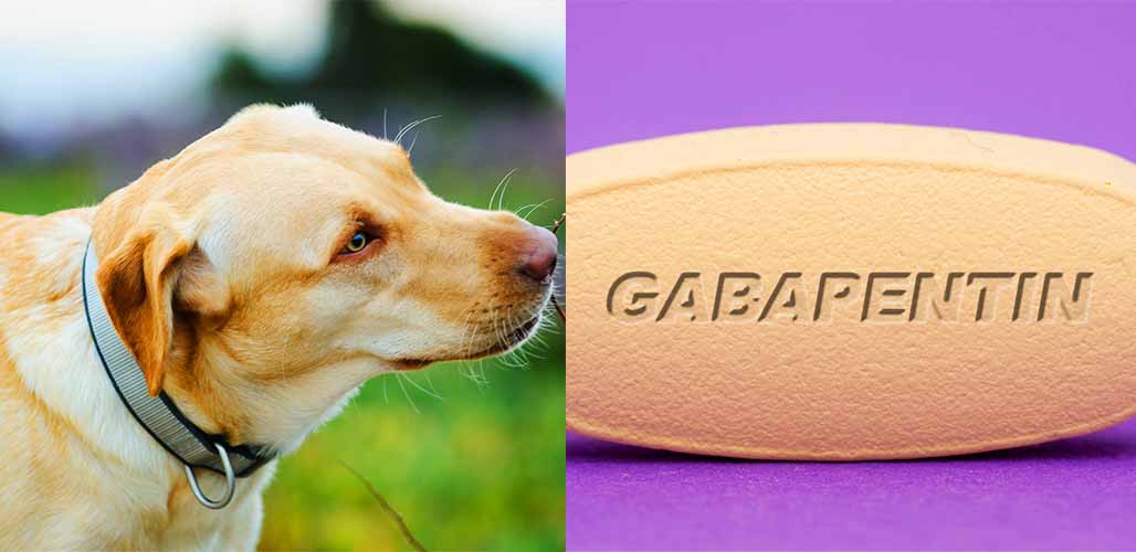 can a dog take human gabapentin