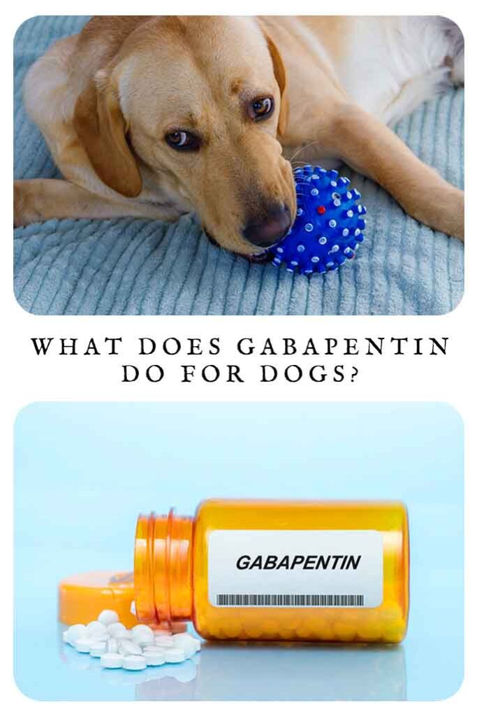 what does gabapentin do for dogs