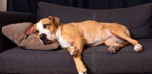 where should dogs sleep at night