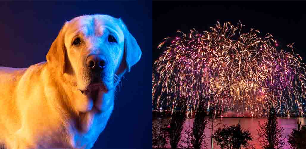Why Do Dogs Hate Thunder And Fireworks