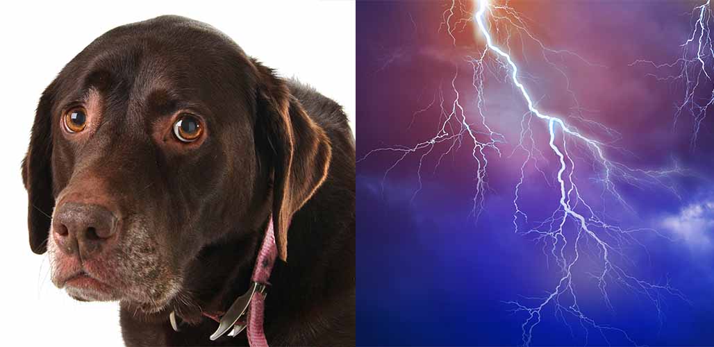 how to help dog afraid of thunder