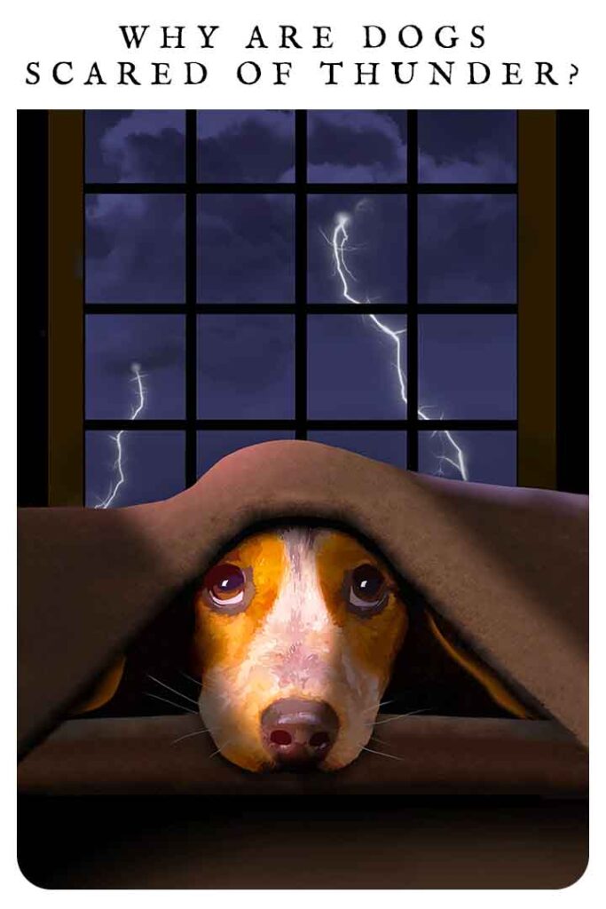 Why are dogs scared of thunder
