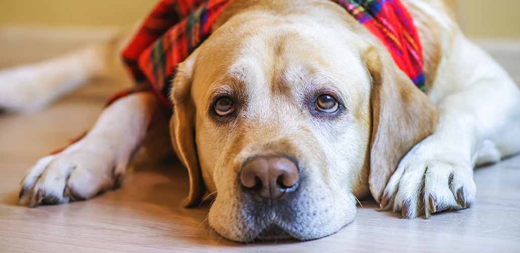 Dog Facts And Fun Archives The Happy Puppy Site