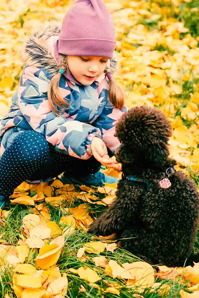 are toy poodles good with babies