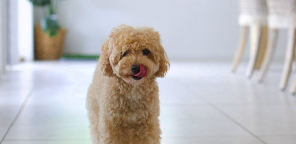 toy poodle