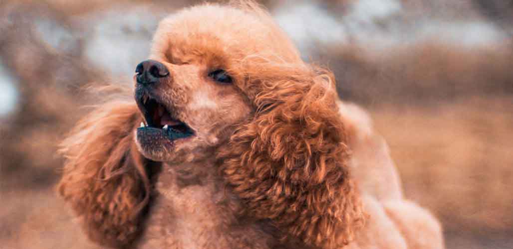 toy poodle bark a lot