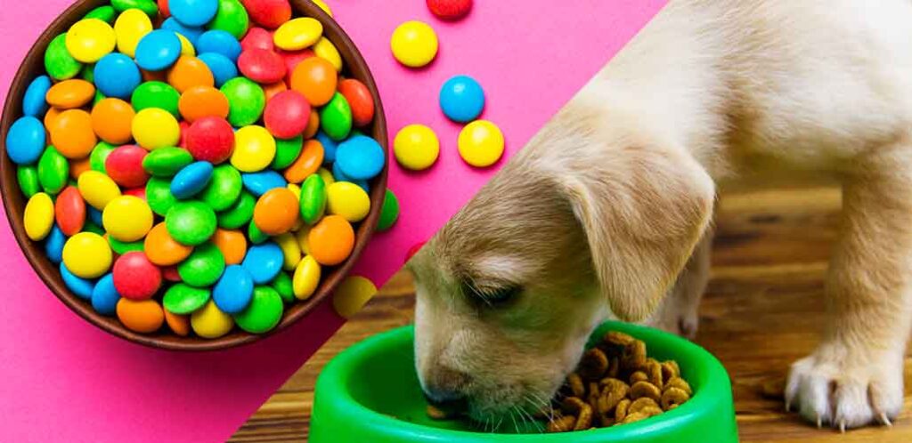 is food coloring okay for dogs