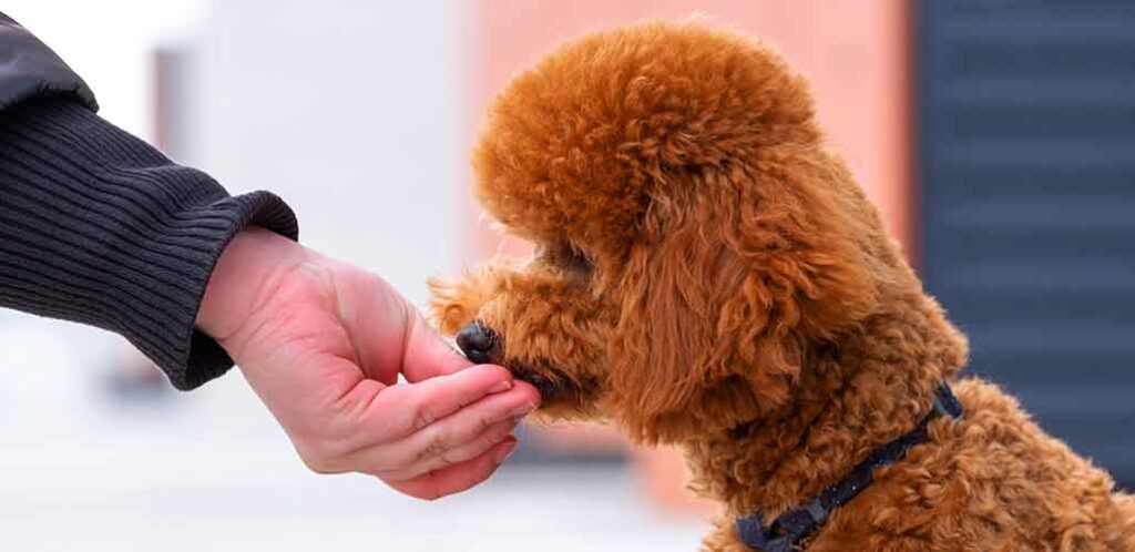 what-do-toy-poodles-eat-the-complete-feeding-guide