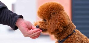 what do toy poodles eat