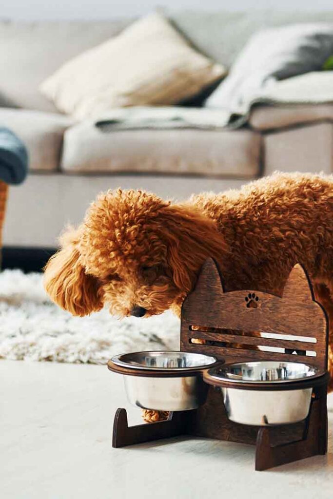 What Do Toy Poodles Eat? The Complete Feeding Guide