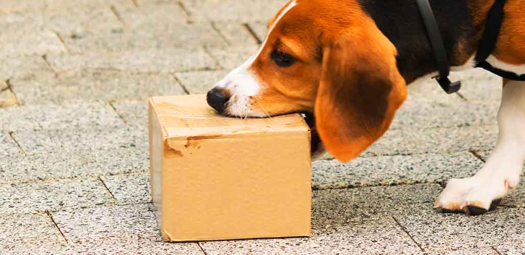 why-does-my-dog-eat-cardboard