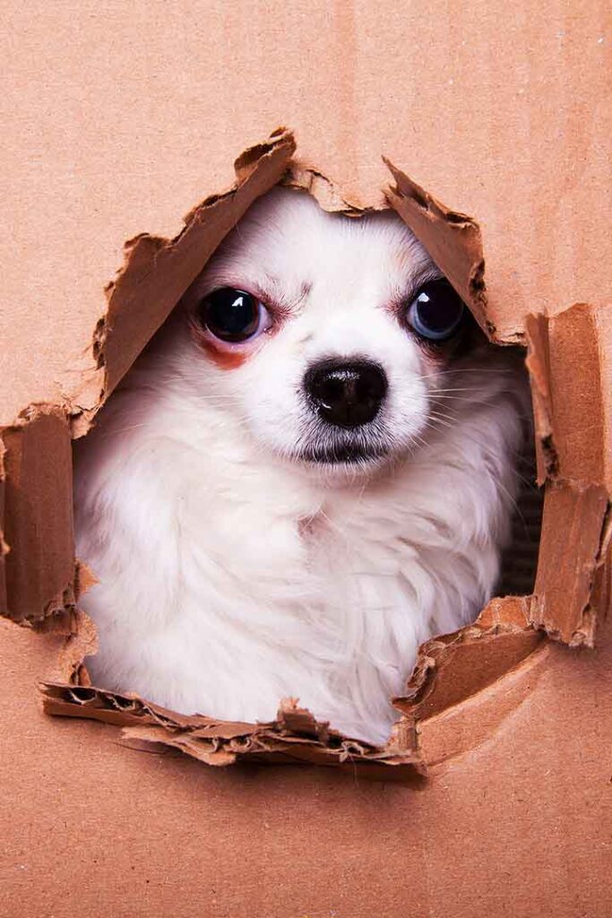 what happens if my dog eats cardboard