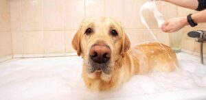 why does my dog hate baths