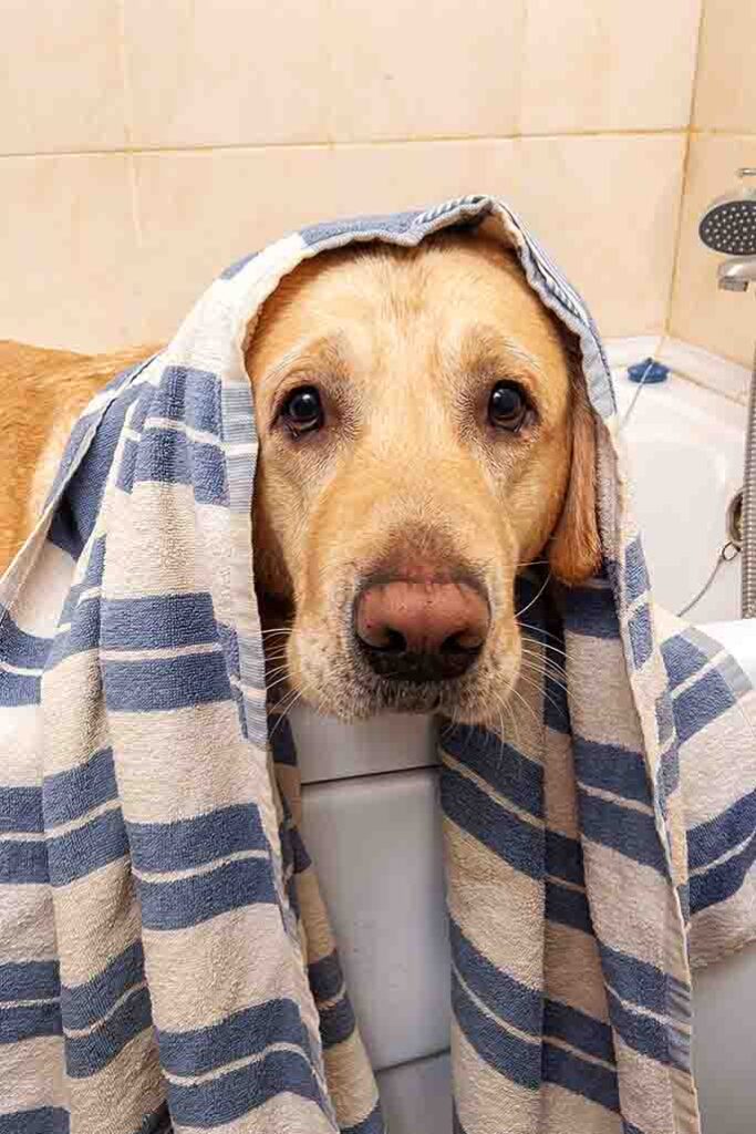 why does my dog hate baths