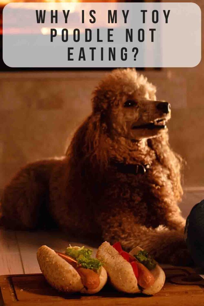 poodle not eating