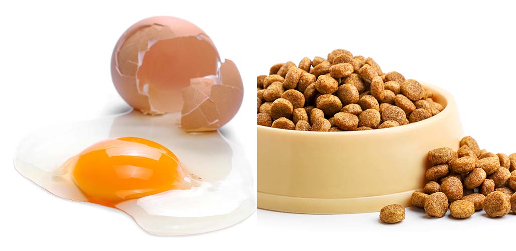 does raw eggs help dogs gain weight