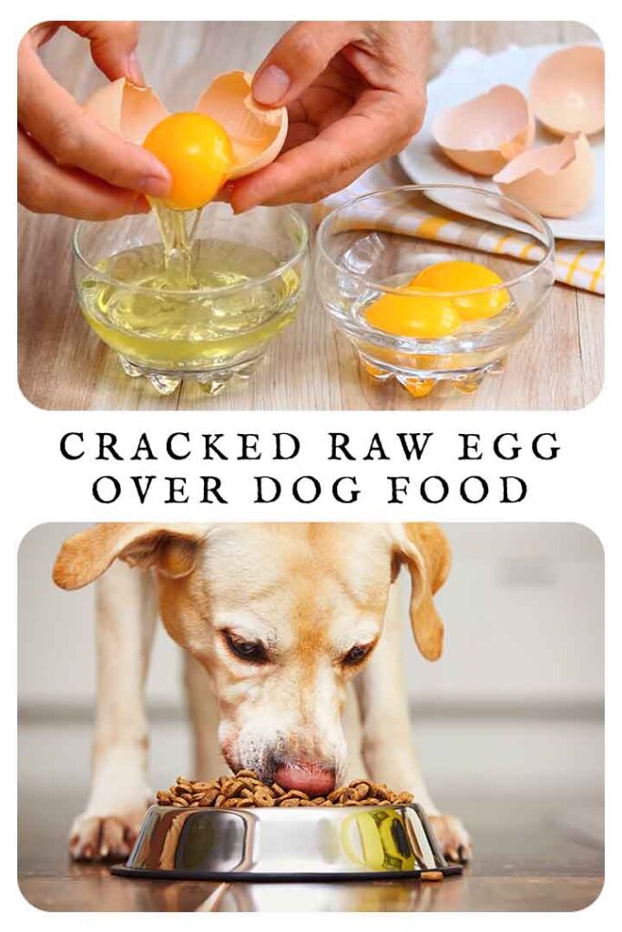 cracked raw egg over dog food