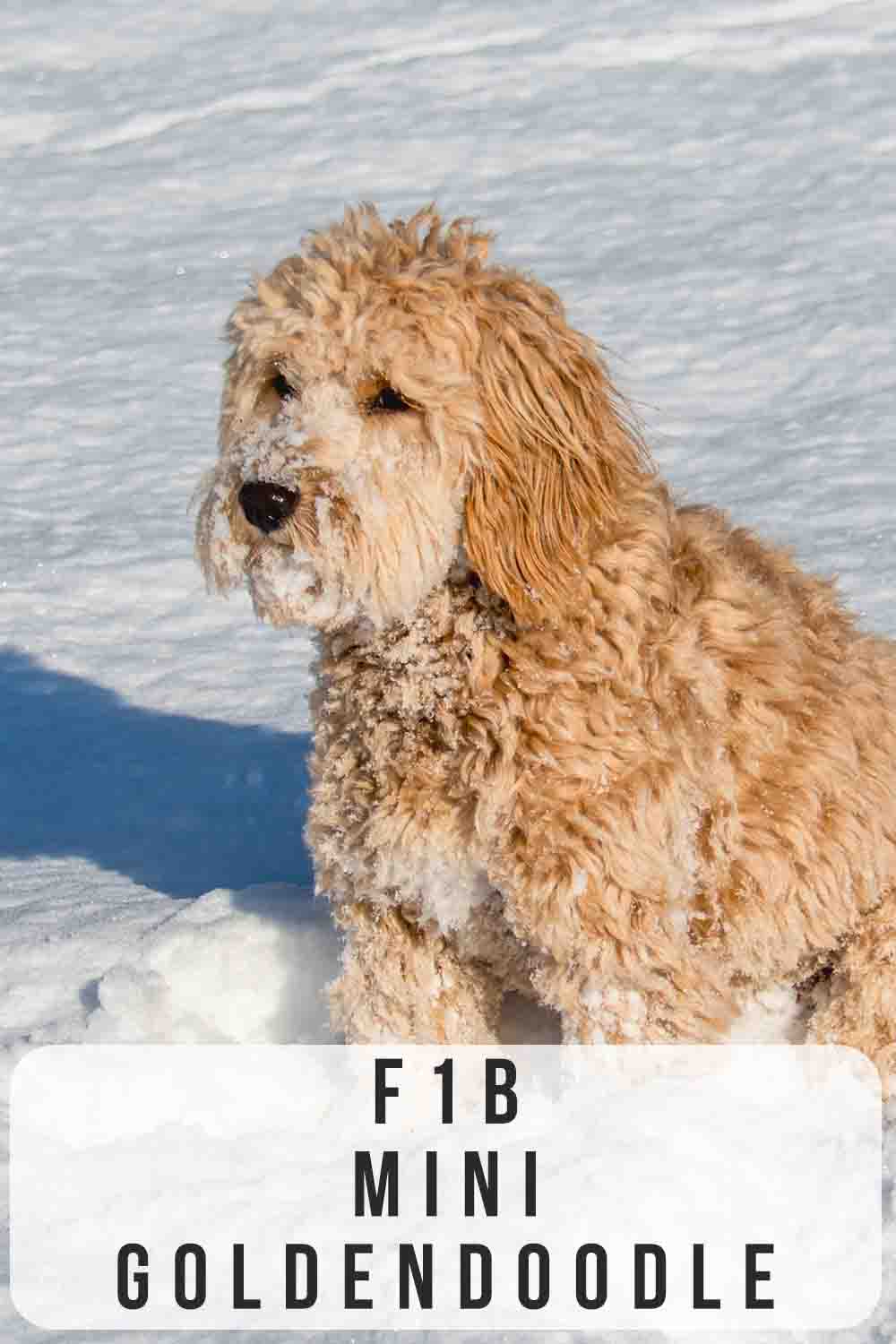 F1b Mini Goldendoodle Traits And Care Tips