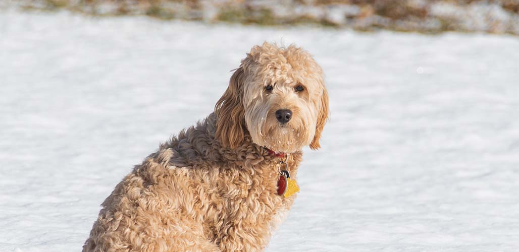 which is better f1 or f1b goldendoodle