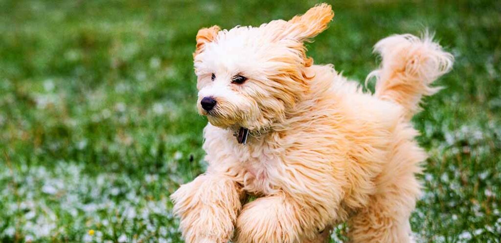 how long does it take for a cockapoo to be fully grown