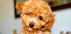 are toy poodles good pets
