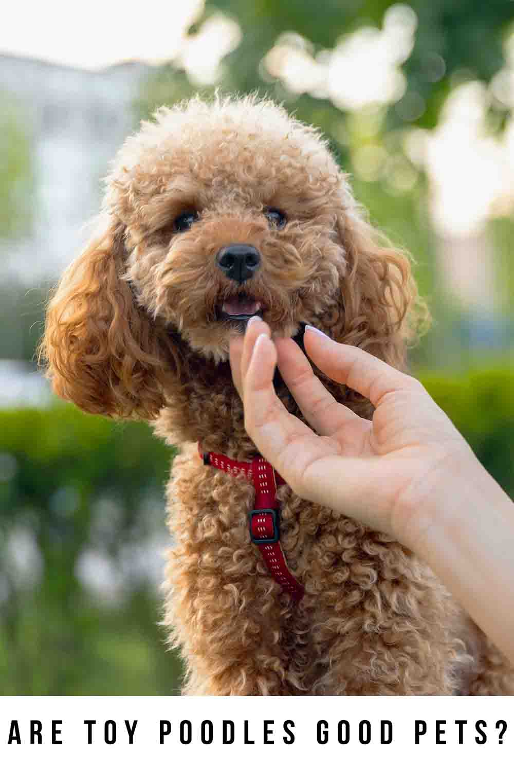 Are Toy Poodles Good Pets? And Who For?
