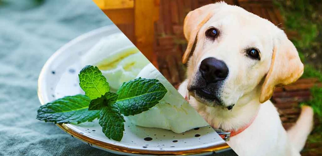 can dogs have mint ice cream